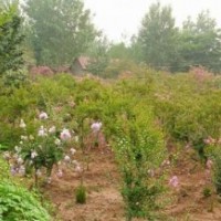 滢涵苗木中心,百日红,百日红树苗