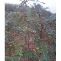 仙桃皂角刺,洛阳李铁梁苗木,皂角刺种植技术
