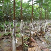 北美海棠,滢涵苗木中心,北美海棠种植技术