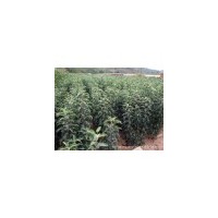 优质苹果苗 品种苹果苗