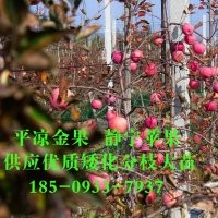 供应123苹果苗