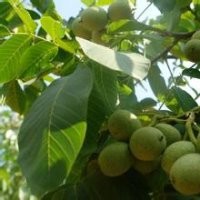 核桃苗