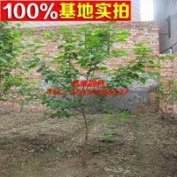 山莓 刺泡 覆盆子苗（黑树霉）