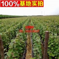 南北方 盆栽 地栽 红提葡萄