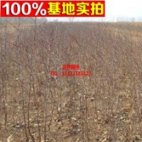 枣树苗 花梨枣果树 枣中的珍品