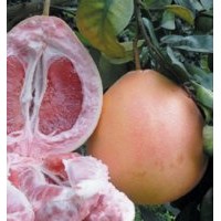 柚子新品种红心蜜柚、三红蜜柚、沙田柚柚子苗价格