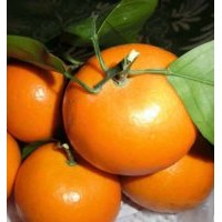 最新晚熟柑橘沃柑苗价格