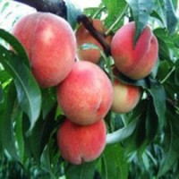 急售3-5公分桃树 占地垃圾苗 价格3元