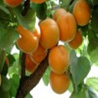 金太阳 凯特大杏树苗批发