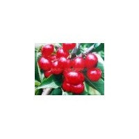 供1-6公分樱桃苗大果樱桃苗苹果苗