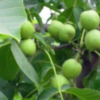出售6 7 8核桃树 2-3核桃小苗 苹果树