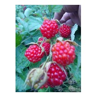 单季树莓苗 四季红