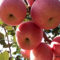 适合山地种植的苹果苗，神富一号，美国八号，红富士等