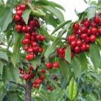 批发3公分樱桃树