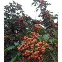 花椒苗树苗价钱