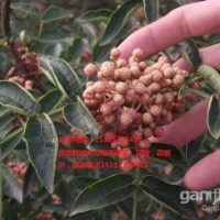 韩城花椒苗报价