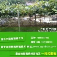 坤威猕猴桃苗_猕猴桃苗_猕猴桃苗木基地