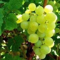 葡萄苗木批发商_葡萄苗木_鲁粒大棚葡萄苗(多图)