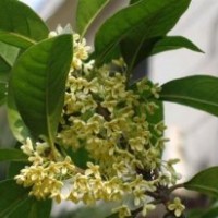 湖北金桂树苗,莎莎园艺,金桂树苗苗圃