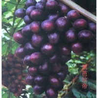 A7葡萄苗_鲁粒大棚葡萄苗_潍坊A7葡萄苗厂家