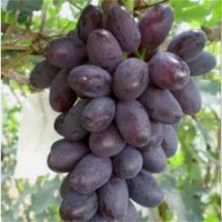鲁粒大棚葡萄苗|巨峰葡萄|巨峰葡萄种植基地