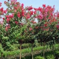 百日红_滢涵苗木中心_2公分百日红