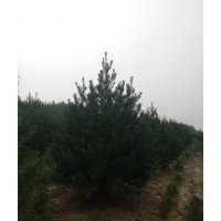 白皮松|滢涵苗木中心|白皮松小苗