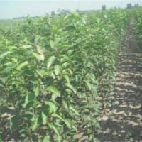 北美海棠种植方法_北美海棠_滢涵苗木中心(图)