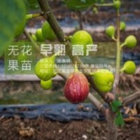 无花果苗、无花果苗培育专家、浙江金华无花果苗