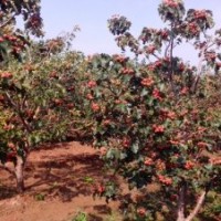 供应占地苹果树、桃树、杏树、核桃树价格