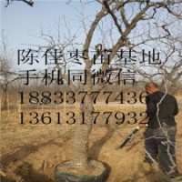 基地直销批发 枣树苗果树苗品种齐全