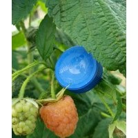 双季黄树莓苗批发供应