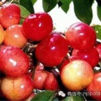 售吉塞拉大樱桃树苗