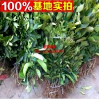 批发嫁接红心蜜柚 沙田柚子苗