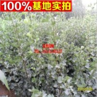 出售 山楂树 数量大 价格低