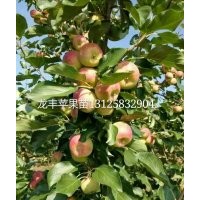 吉林龙丰果树苗 出售黑龙江龙峰苹果苗，内蒙果树苗