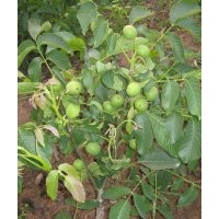 山西核桃树 山楂树 山楂树 苹果树批发