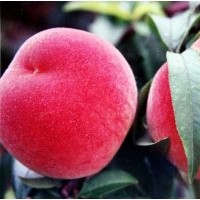 山东临沂供夏之梦桃苗 突围桃苗 沙红桃苗