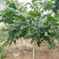 文玩核桃苗基地 低价批发1-5年生树 保成活