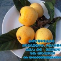 岗峰农场评价|临沧由良柑橘种苗|由良柑橘种苗供货商