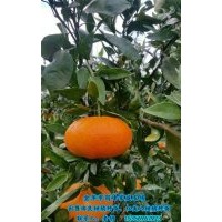 由良柑橘种苗去哪买|湖州由良柑橘种苗|岗峰农场有口皆碑
