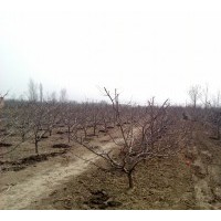 大量出售苹果苗杏树苗核桃树