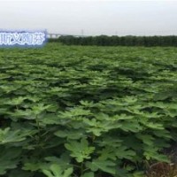小叶无花果苗木批发_无花果苗_无花果苗种植技术