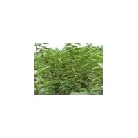 樱桃苗枣树苗梨树苗柿子苗