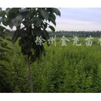 1000万株木瓜1--2年苗