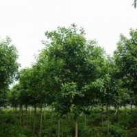 滢涵苗木中心|大叶女贞|供应大叶女贞