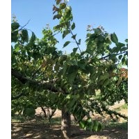 杏子树10-12-15-18-20公分