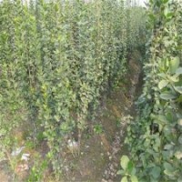 北海道黄杨_滢涵苗木中心_北海道黄杨多少钱