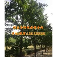银杏树价格,千顺银杏,18公分嫁接银杏树价格