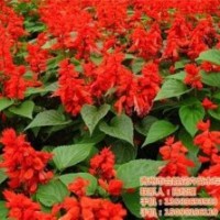 合胜花卉_辽宁草花_多年生草花生产